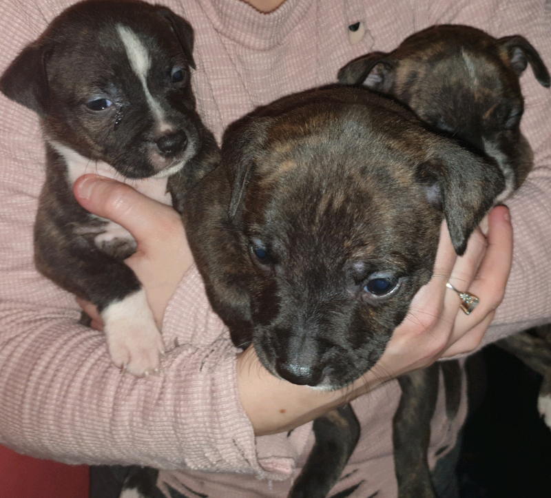 gumtree staffordshire bull terrier puppies